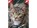 Adopt ZEBA a American Shorthair