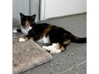 Adopt Kimchi a Calico