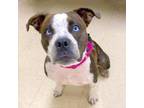 Adopt Diamond a Pit Bull Terrier