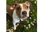 Adopt Sweet Pea a Staffordshire Bull Terrier