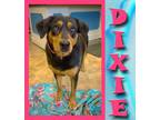 Adopt Dixie a Collie, Rottweiler