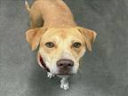 Adopt HONEY* a Labrador Retriever, Mixed Breed