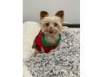 Adopt Blanche a Yorkshire Terrier