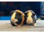 Adopt Astra and Celeste a Guinea Pig