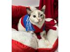 Adopt Belle a Siamese