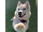 Adopt BANDIDA a Siberian Husky