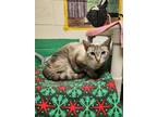 Adopt TILLY a Siamese