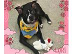 Adopt LORI a Boston Terrier, American Staffordshire Terrier