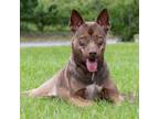 Adopt Willow a Husky, Pit Bull Terrier