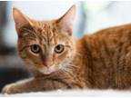 Adopt Punkin a Tabby