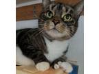 Adopt Megs a Extra-Toes Cat / Hemingway Polydactyl