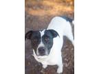Adopt Louisa May a Pointer, Black Mouth Cur
