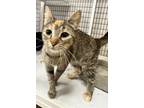 Adopt Indy a Domestic Short Hair
