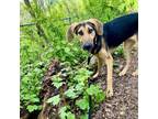 Adopt Florence a Black and Tan Coonhound, German Shepherd Dog