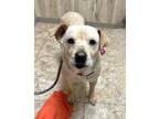 Adopt Frannie a Mixed Breed