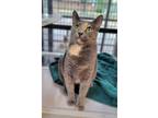 Adopt Callie a Dilute Tortoiseshell