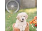 AKC Golden Retriever puppies