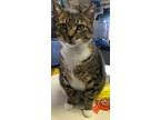 Adopt ABBIE (DECLAWED) a Tabby