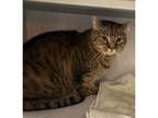 Adopt Tippy CNL a Domestic Short Hair, Tabby