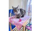 Adopt Paulette a Domestic Short Hair, Tabby