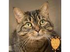 Adopt Remmy a Domestic Short Hair