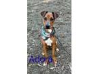 Adopt Adora 123364 a Labrador Retriever, Mixed Breed