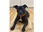 Adopt Frankie a Staffordshire Bull Terrier, American Staffordshire Terrier