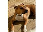 Adopt GIGI a Boxer, Mixed Breed