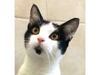 Adopt MS. WHISKERS a Extra-Toes Cat / Hemingway Polydactyl