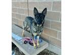 Adopt NAKETA a German Shepherd Dog, Mixed Breed