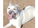 Adopt SELENA a Australian Cattle Dog / Blue Heeler, Labrador Retriever