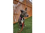 Adopt VICTORIA a Pit Bull Terrier
