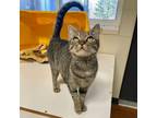 Adopt Mrs. Voorhees a Domestic Short Hair