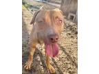 Adopt Daisy a Hound, Pit Bull Terrier