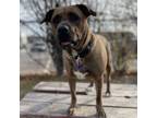 Adopt Betty - Call to book an appointment! a Mixed Breed, Rhodesian Ridgeback