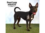 Adopt FROOT LOOP a Pit Bull Terrier, Mixed Breed