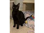 Adopt Fire Fly 6348 a Domestic Short Hair