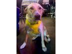 Adopt Nelly a Labrador Retriever, Mixed Breed