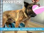 Adopt GRETCHEN a German Shepherd Dog