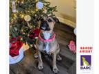 Adopt PENNY a Black Mouth Cur, Mixed Breed