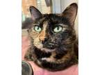 Adopt Lucy a Domestic Short Hair