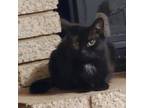 Adopt Elise a Domestic Short Hair