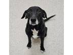 Adopt Dixie a Labrador Retriever, Golden Retriever