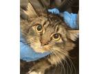 Adopt Isla a Domestic Medium Hair