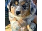 Miniature Australian Shepherd Puppy for sale in Riverside, CA, USA