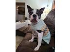 Adopt Agatha a Boston Terrier, Mixed Breed