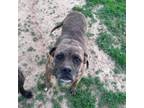 Adopt Tessa a Mastiff, Pit Bull Terrier