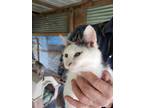 Adopt Poppy a Turkish Van