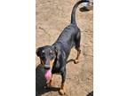 Adopt Sis a Shepherd, Doberman Pinscher