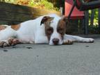 Adopt Digger a Pit Bull Terrier, Jack Russell Terrier